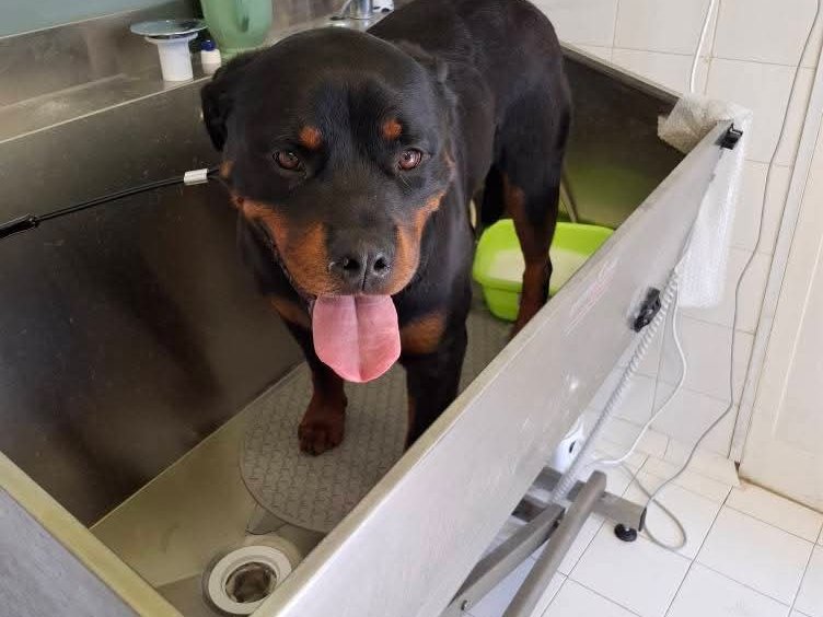 Rottweiler nero focato a lingua fuori in una vasca d'acciaio con tappetino e bacinella verde da Gli Amici di Irò