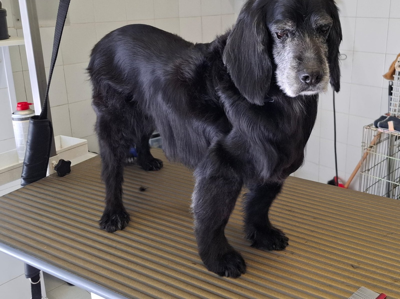 Cane nero anziano con muso grigio e pelo lucido in piedi sul tavolo da toelettatura, pareti di piastrelle bianche